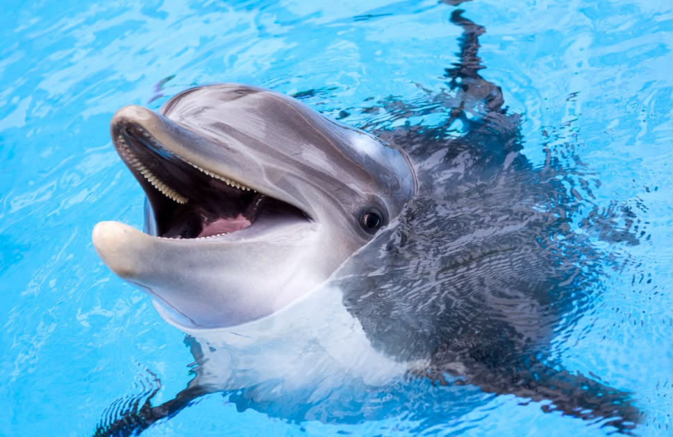 dolphin